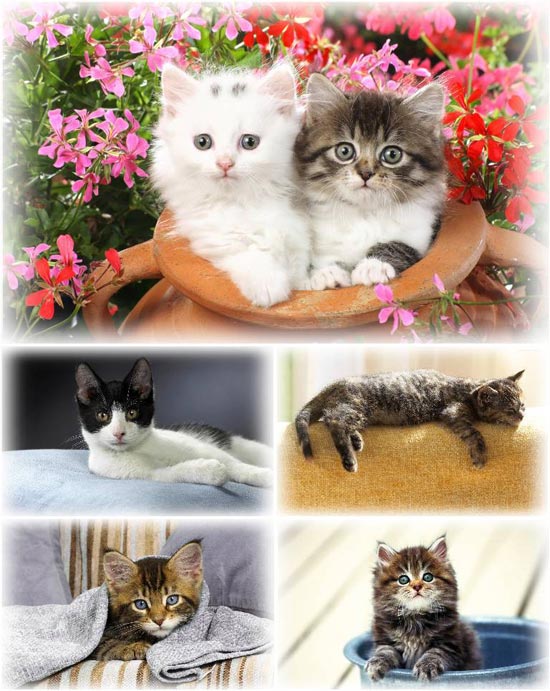 Cute Cats Wide Screen Wallpapers