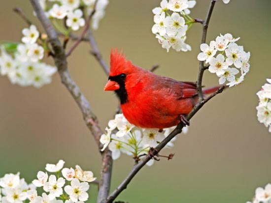 Amazing Birds Wallpapers