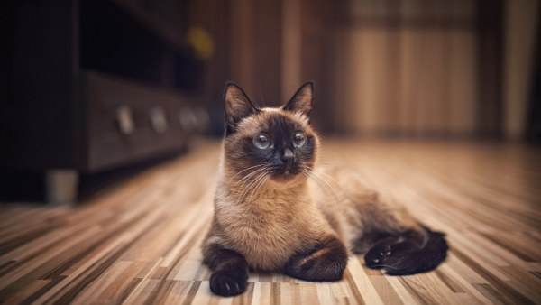 New Mixed HD Wallpapers Pack 315