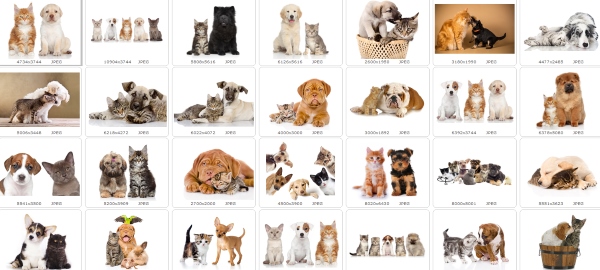 Симпатичные котята и щенки1